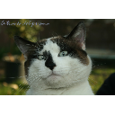 Mirada de gato