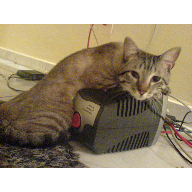 Gatos