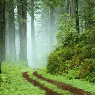 Songs From the Path II