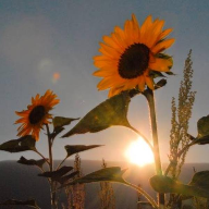Au coeur du Soleil