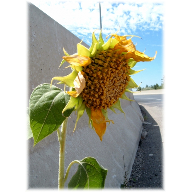 girasol 1
