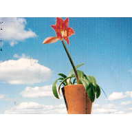 florycielo