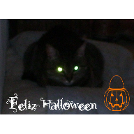 halloweentigre