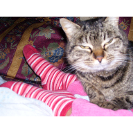 Tigre-aburrida