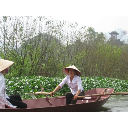 LES CANOTEUSES DU LOTUS