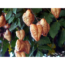 1_640x480_20091025_thc_rlqfox_deseos_de_oto?o