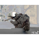 7_20091109_rlfox_THF_(13)