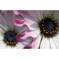 fleurs