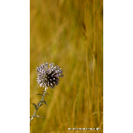 P8090631_pleno verano