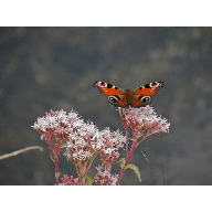 mariposainachis1