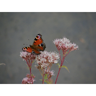 mariposainachis2