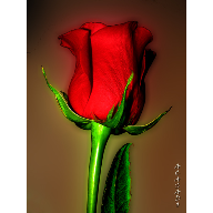 TU ROSA