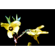 flor