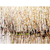 JUNCOS  adelacasado