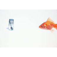 Fish 2