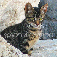 gatito entre rocas