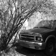 Shrub & Truck