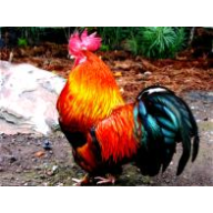 gallo-z