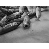pezca&iacute;to 145--