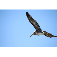 Pelican