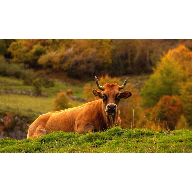 vaca hd