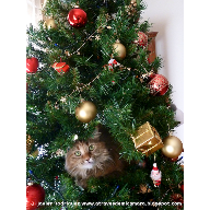06_030_Feliz Navidad