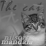 The cat