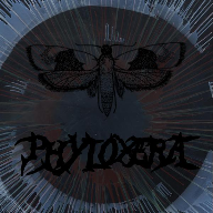 PHYLOXERA
