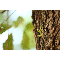 Green Mantis