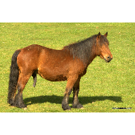 IMG_4115caballomorcillon