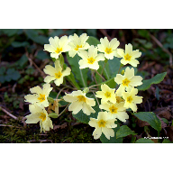 IMG_4042primulavulgaris