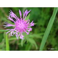 IMG_6117centaurea_nigra