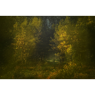 Spanish Forest Dreamy