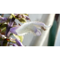 flor salviaD3
