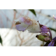 flor salviaD1