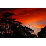 P&aacute;jaros