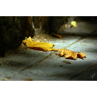 hoja septiembre blog
