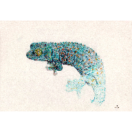 gecko tokay 001