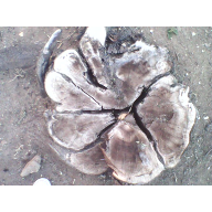 CORAZ&Oacute;N ROTO DE UN &Aacute;RBOL