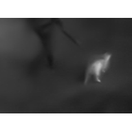 El paseo del perro