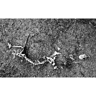 Muerte en el humedal