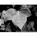 13_010_Rain.Life