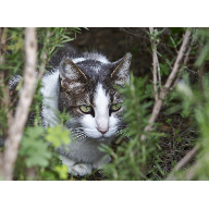 Un poco de vida salvaje en mi jard&iacute;n