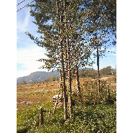 &Aacute;RBOL