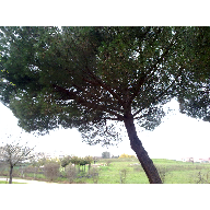 ABR&Iacute;GAME, &Aacute;RBOL, QUE SIN TI ESTOY DESOLADA