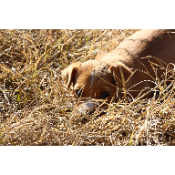 Hunting