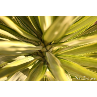Fotosintesis