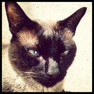 Otto
