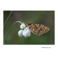 Melitaea deione