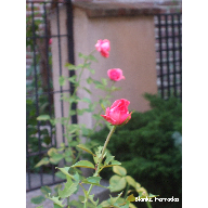 ROSAS 1